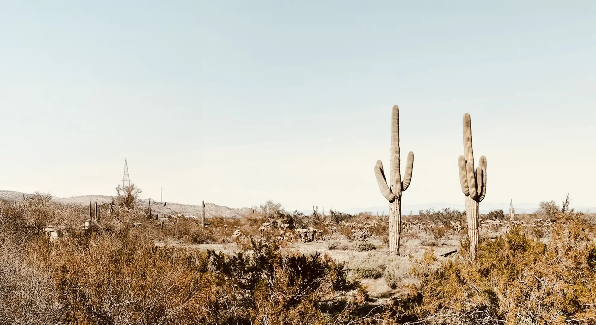 cactus in the desert